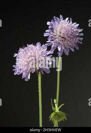 Campo vedova fiore, Knautia arvensis Foto Stock