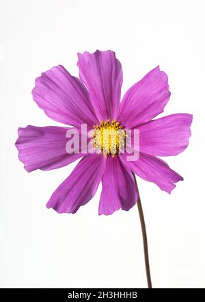 Kosmeabluete, Cosmos bipinnatus Foto Stock