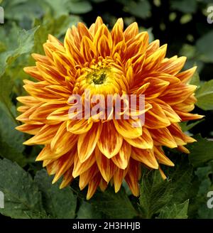 Dahlia decorativa Foto Stock