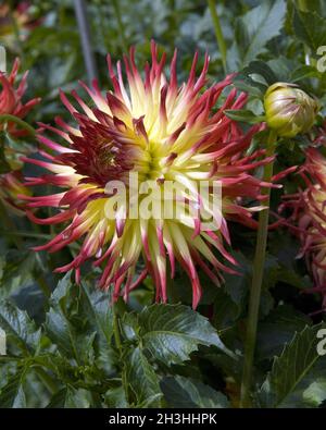 Dahlia; Jessica Foto Stock