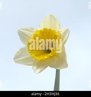 Narcissus, narcissus, daffodil, Foto Stock