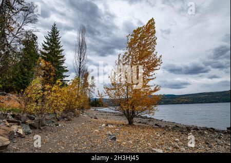 Albero con foglie di colore giallo arancio caduta sulla riva nord del lago Shuswap in British Columbia, Canada. Foto Stock