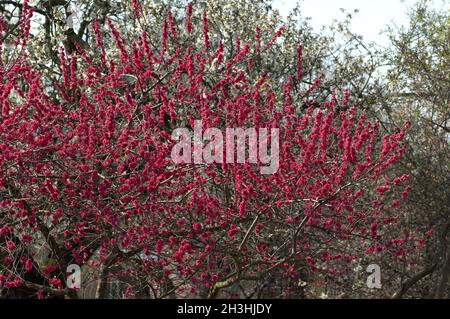 Pfirsichbluete Pfirsich,,, Prunus persica, Kurowaka, yaguchi Foto Stock