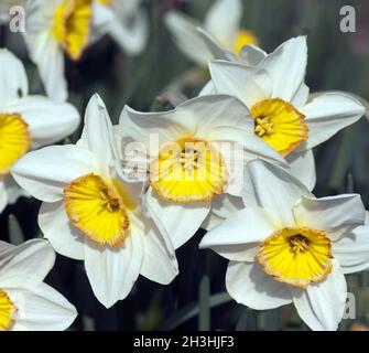 Incomparabile; Narciso; Narciso x incomparabilis; Foto Stock