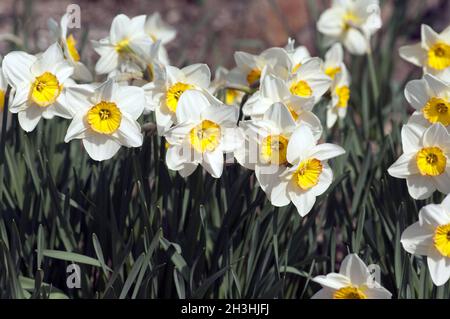 Incomparabile; Narciso; Narciso x incomparabilis; Foto Stock