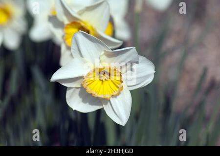 Incomparabile; Narciso; Narciso x incomparabilis; Foto Stock