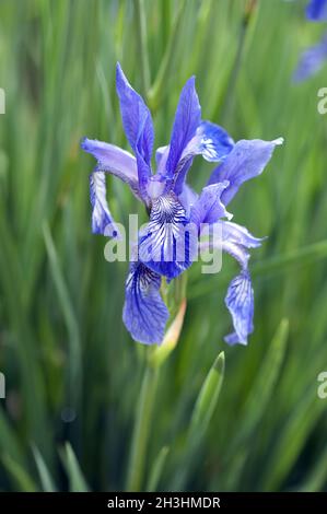 Iride, rutenica, Siebenbuerger, iride erba, Foto Stock