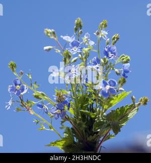 Gamander speedwell, gamander speedwell, veronica, gamander, Foto Stock