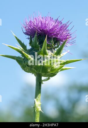 Cardo di latte; Silibum; marianum; cardo; pianta oleosa; Foto Stock