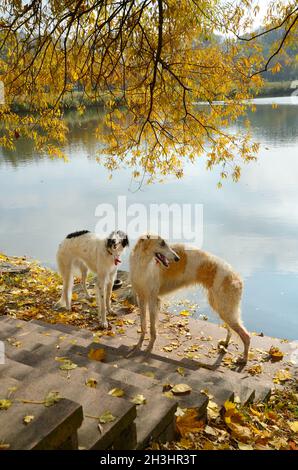Due wolfhounds russi Foto Stock