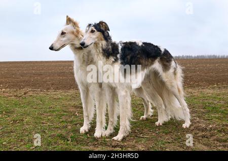Due wolfhounds russi Foto Stock