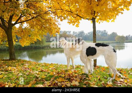 Due wolfhounds russi Foto Stock