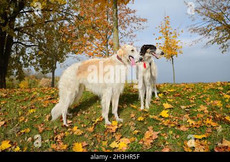 Due wolfhounds russi Foto Stock