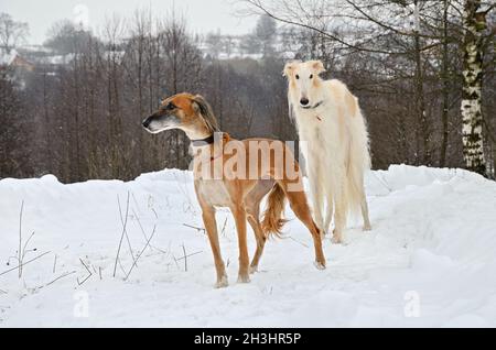 Due cani da caccia Foto Stock