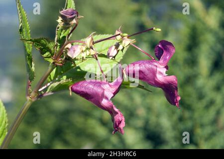 Druesiges Springkraut; Impatiens glandulifera,; Holly; Bachbluetentherapie; Foto Stock