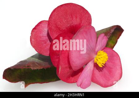 Begonia, Begonia, semperflorens, fiori da balcone, Foto Stock