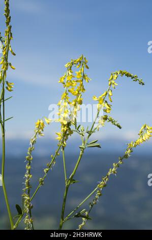 Steinklee; Melilotus, officinalis; Foto Stock