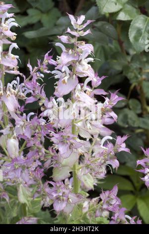 Muskatellersalbei; salvia sclarea;; Foto Stock