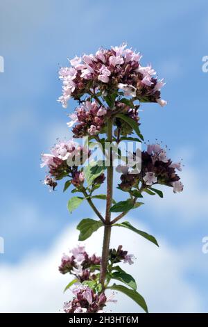 Possiedi; Origanum vulgare; origano; Wilder; Majoran; Foto Stock