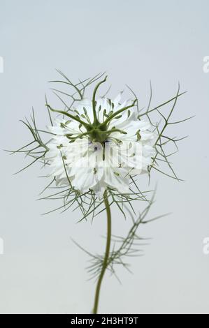 Seme nero; vero; Nigella; sativa; pianta medicinale; Foto Stock