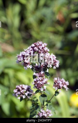 Possiedi; Origanum vulgare; origano; Wilder; Majoran; Foto Stock