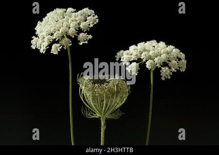 Wilde, Moehre; Bluete; Blueten; Daucus Carota;; Foto Stock