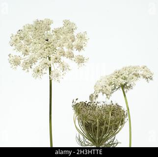 Wilde, Moehre; Bluete; Blueten; Daucus Carota;; Foto Stock