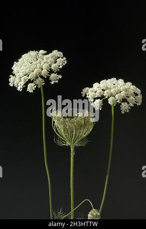Wilde, Moehre; Bluete; Blueten; Daucus Carota;; Foto Stock