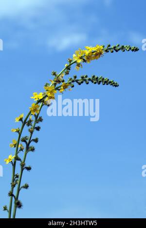 Odermenning; Agrimonia, Eupatoria; Agrimonia; Bachbluete; Foto Stock
