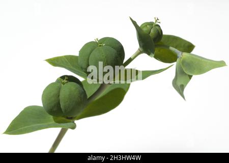 Lieviti incrociati, spurge; spurge; Euphorbia; lathyrus; Foto Stock