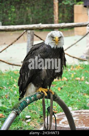 Mostra di uccelli in Monastero di pietra a Nuévalos della regione di Calatayud, Aragona, Spagna Foto Stock