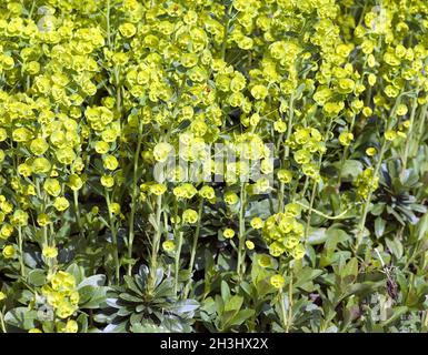 Wolfsmilch, Euphorbia, polychroma, Foto Stock