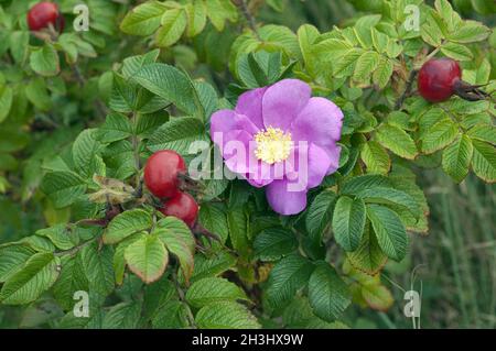 Rosa di mele, rosa rugosa, rosa rugosa, rosa selvaggia, Foto Stock