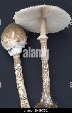 Parasolpilz,, Macrolepiota procera, J Foto Stock