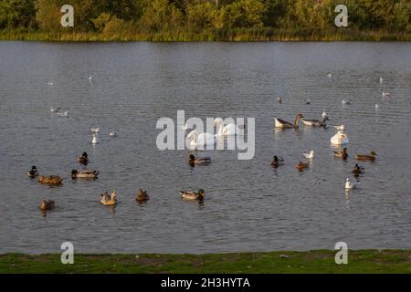 Uccelli acquatici o uccelli selvatici che nuotano sul Great Broad, Whitilingham Park, Norwich. Mallard, cigni mute, introdusse l'oca egiziana, gabbiani a testa nera Foto Stock