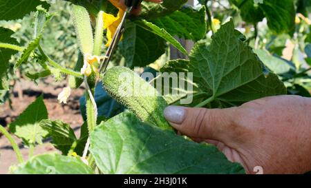 Le mani femminili tengono un cetriolo verde che cresce su un ramo. Cetrioli crescenti sul letto. Foto Stock