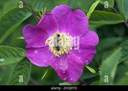 Strauchrose; Biene;; Apis mellifera; Foto Stock