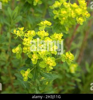 Sumpfwolfsmilch; Euphorbia, palustris; Foto Stock