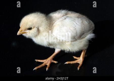 Pollo, polli, pulcini, animale domestico, Foto Stock