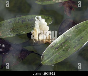 Erbaccia di acqua; due-fiancheggiato; aponogeton, Foto Stock