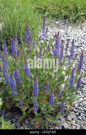 Salvia, nemorosa, bluebell, salvia steppa, Foto Stock