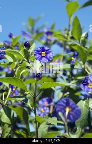 Ombra da notte; cespuglio di patate; Foto Stock