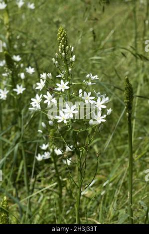 Branchless, giglio di erba, anthericum liliago, Foto Stock