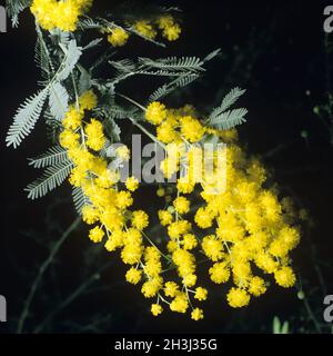 Mimose, Mimosen, Mimosa, pudica, Foto Stock