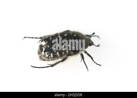 Shaggy, rosone, Tropinota hirta; Foto Stock