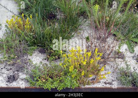 Steppenwolfsmilch; Euphorbia seguieriana Foto Stock