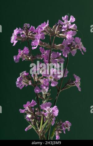 Pechnelke, Gewoehnliche, Pechnelke, Silene Viscaria, Foto Stock