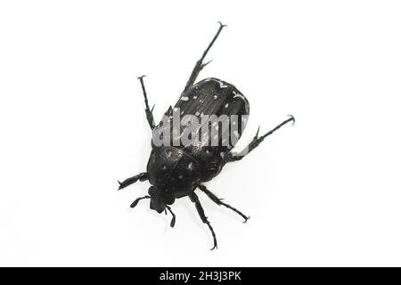 Shaggy, rosone, Tropinota hirta; Foto Stock