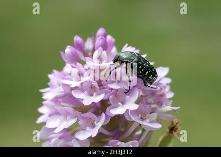 Shaggy, rosone, Tropinota hirta; Foto Stock