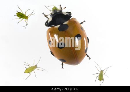 Marienkaefer, Coccinella, semptempunctata, Foto Stock